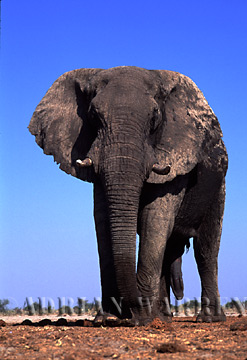 African Elephant