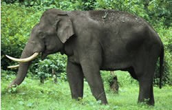 Asian elephants