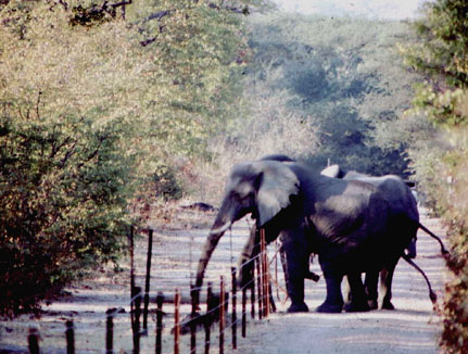 Elephant Conservation