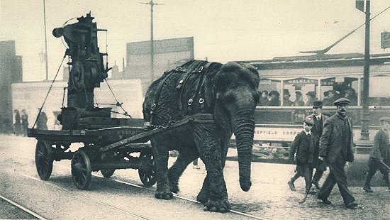 Elephant history