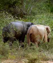 White Elephants