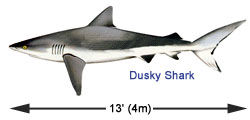 Dusky Shark
