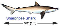 Atlantic Sharpnose Shark
