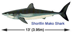 Shortfin Mako Shark