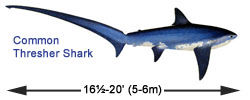 Thresher Shark