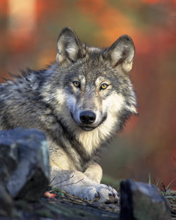 Wolf Anatomy 