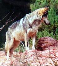 mexican_gray_wolf.html