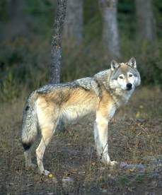 wolf