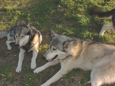 Wolf Hybrids